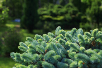 Young decorative blue spruce. Needles of blue spruce close-up. Texture. Natural blurred background. Image.