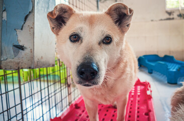 Sad dog in shelter waiting to be rescued and adopted to new home. Shelter for animals concept