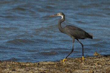 Western Reef Heron on Qatar's north-eastern coast