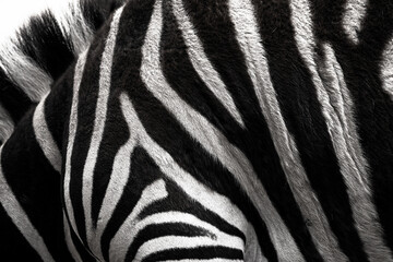 Fototapeta na wymiar Zebra Pattern B/W 1