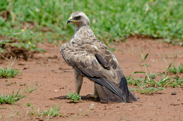Aigle ravisseur,.Aquila rapax , Tawny Eagle
