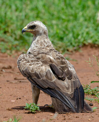 Aigle ravisseur,.Aquila rapax , Tawny Eagle