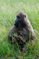 Babouin chacma, Papio ursinus , chacma baboon, Parc national Kruger, Afrique du Sud