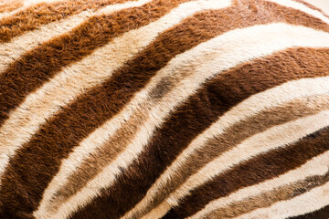 Zebra Pattern 2