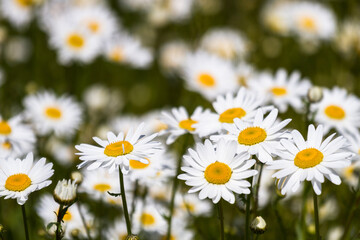 Fototapeta premium Daisy time. Daisies in the meadow and close-up