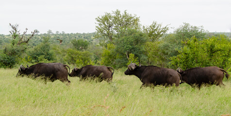 Obraz na płótnie Canvas Buffle d'Afrique, Syncerus caffer, Parc national Kruger, Afrique du Sud