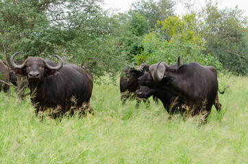 Buffle d'Afrique, Syncerus caffer, Parc national Kruger, Afrique du Sud