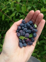 blueberries in hand