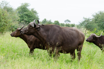 Buffle d'Afrique, Syncerus caffer, Parc national Kruger, Afrique du Sud