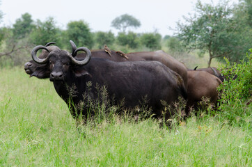 Buffle d'Afrique, Syncerus caffer, Parc national Kruger, Afrique du Sud