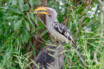 Calao à bec jaune,.Tockus flavirostris, Eastern Yellow billed Hornbill, Parc national Kruger, Afrique du Sud