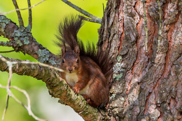 Fototapeta na wymiar Red squirrel - Sciurus vulgaris - Écureuil roux - ఎర్ర ఉడుత