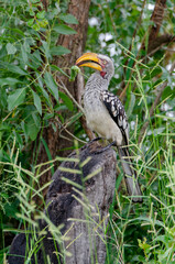 Calao à bec jaune,.Tockus flavirostris, Eastern Yellow billed Hornbill, Parc national Kruger, Afrique du Sud