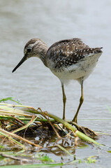 Chevalier guignette,.Actitis hypoleucos, Common Sandpiper