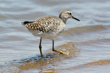 Chevalier guignette,.Actitis hypoleucos, Common Sandpiper