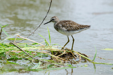 Chevalier guignette,.Actitis hypoleucos, Common Sandpiper