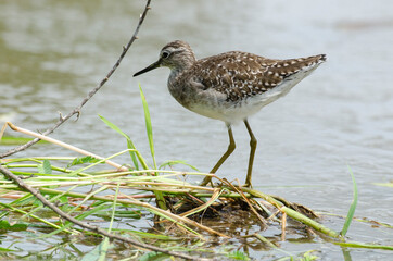 Chevalier guignette,.Actitis hypoleucos, Common Sandpiper
