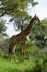 Girafe, Giraffa Camelopardalis, Parc national Kruger, Afrique du Sud