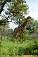 Girafe, Giraffa Camelopardalis, Parc national Kruger, Afrique du Sud