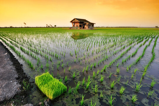 Beautiful view of rice paddy field during sunset in Sekinchan, Malaysia. Nature composition