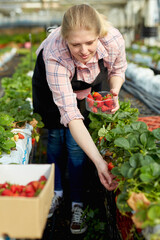 Woman picking strawberry in greenhouse