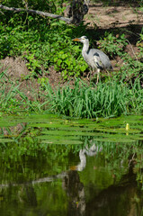 Héron cendré, Ardea cinerea, Grey Heron