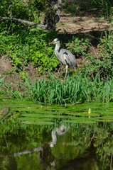 Héron cendré, Ardea cinerea, Grey Heron