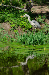 Héron cendré, Ardea cinerea, Grey Heron