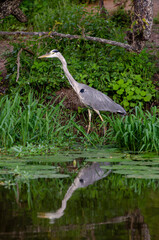 Héron cendré, Ardea cinerea, Grey Heron
