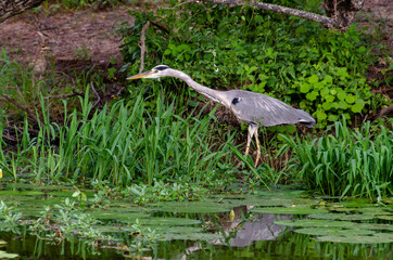 Héron cendré, Ardea cinerea, Grey Heron