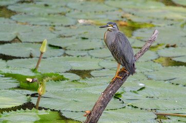 Héron strié,.Butorides striata, Striated Heron