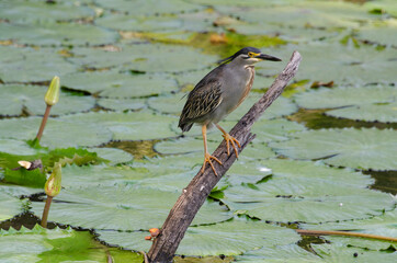 Héron strié,.Butorides striata, Striated Heron