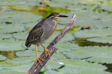 Héron strié,.Butorides striata, Striated Heron