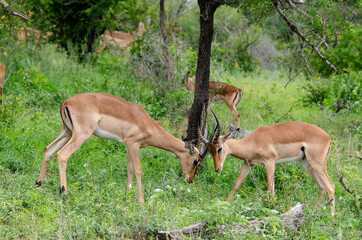 Impala, male, Aepyceros melampus