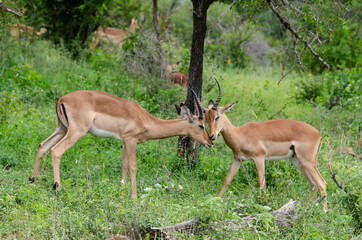 Impala, male, Aepyceros melampus