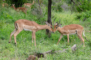 Impala, male, Aepyceros melampus