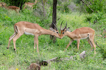 Impala, male, Aepyceros melampus