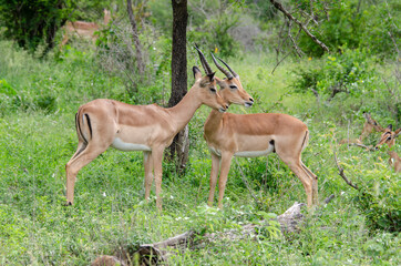 Impala, male, Aepyceros melampus