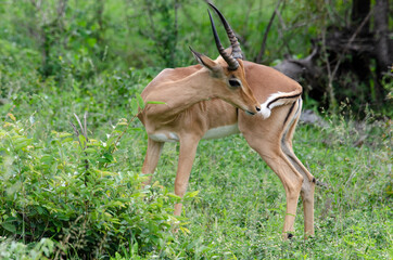 Impala, male, Aepyceros melampus