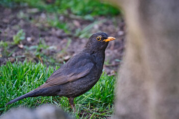 Amsel ( Turdus merula ) oder Schwarzdrossel.