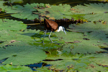 Jacana à poitrine dorée,.Actophilornis africanus, African Jacana, Parc national Kruger, Afrique du Sud