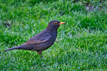 Amsel ( Turdus merula ) oder Schwarzdrossel.
