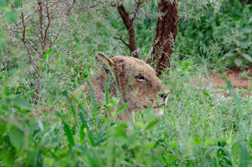 lion, femelle, lionne, Panthera leo, Afrique