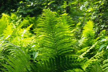 green fern leaves