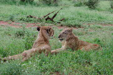 lion, femelle, lionne, Panthera leo, Afrique