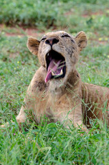 lion, femelle, lionne, Panthera leo, Afrique