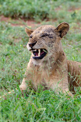 lion, femelle, lionne, Panthera leo, Afrique