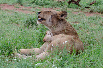 lion, femelle, lionne, Panthera leo, Afrique