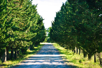 Obraz premium A dirt road with trees in the beautiful countryside of Peccioli in a sunny spring day, Valdera, Tuscany, Italy