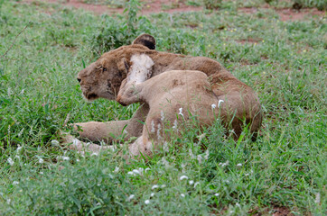 Obraz premium lion, femelle, lionne, Panthera leo, Afrique